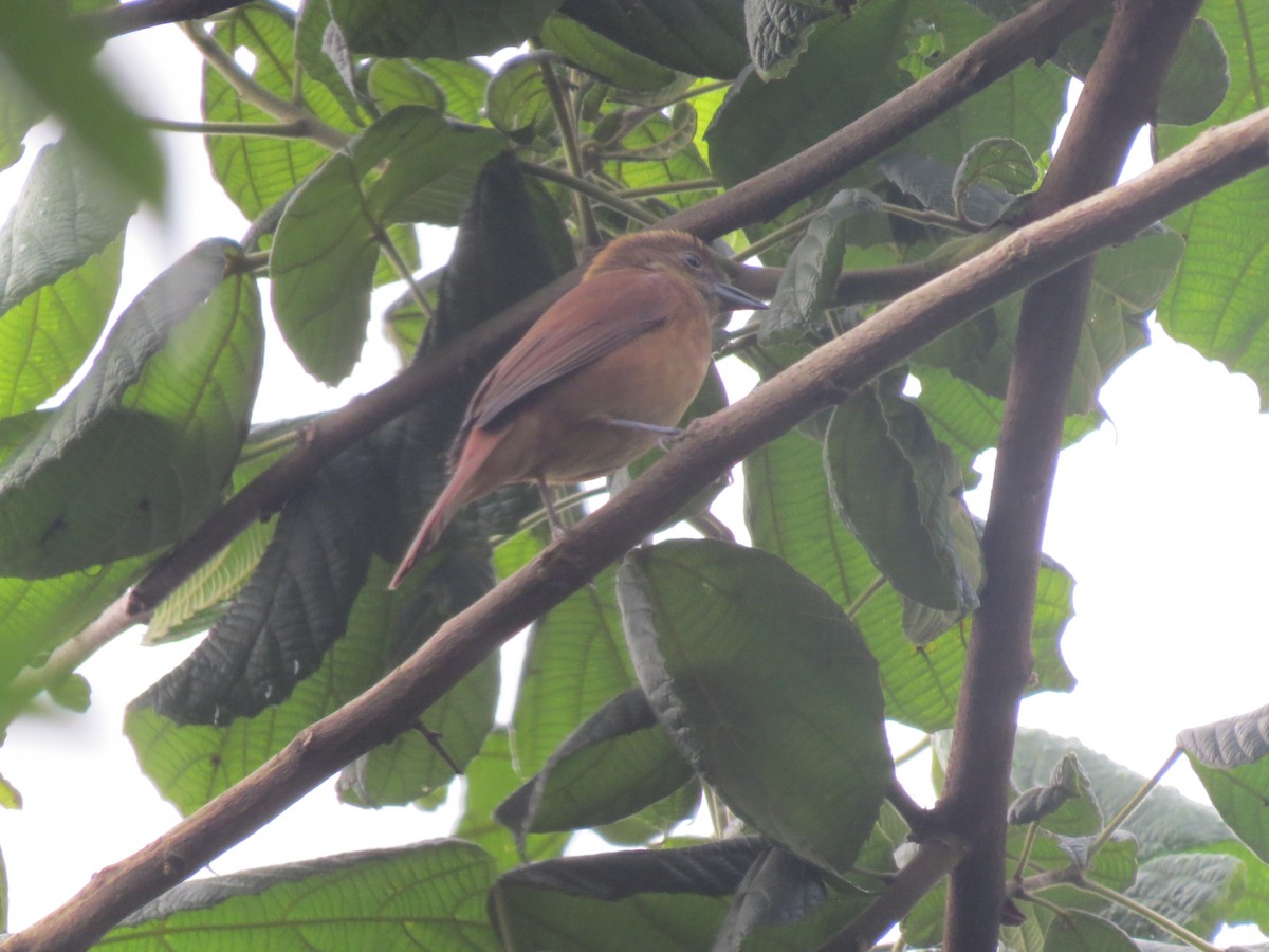 Ruby-crowned Tanager - ML151642081
