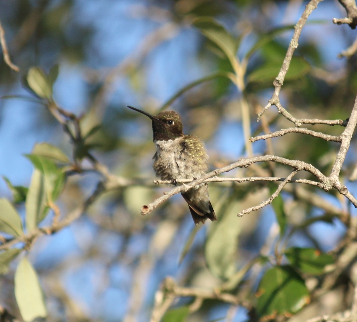 Black-chinned Hummingbird - Kathryn Hart