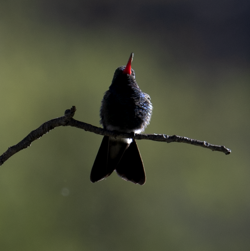 Broad-billed Hummingbird - johnny powell