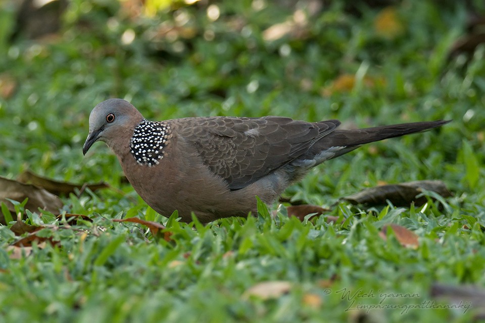 Spotted Dove (Eastern) - Wich’yanan Limparungpatthanakij