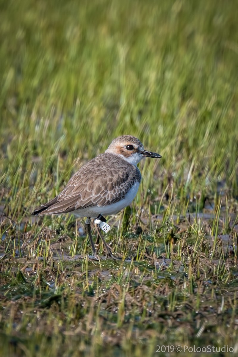 Greater Sand-Plover - Wei Yan