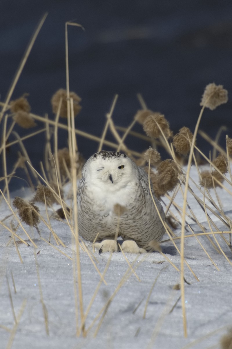 Snowy Owl - Claude Letourneau