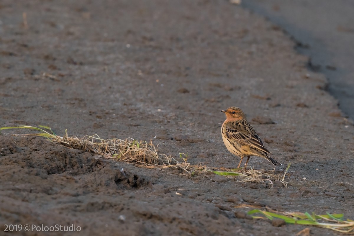 Red-throated Pipit - Wei Yan