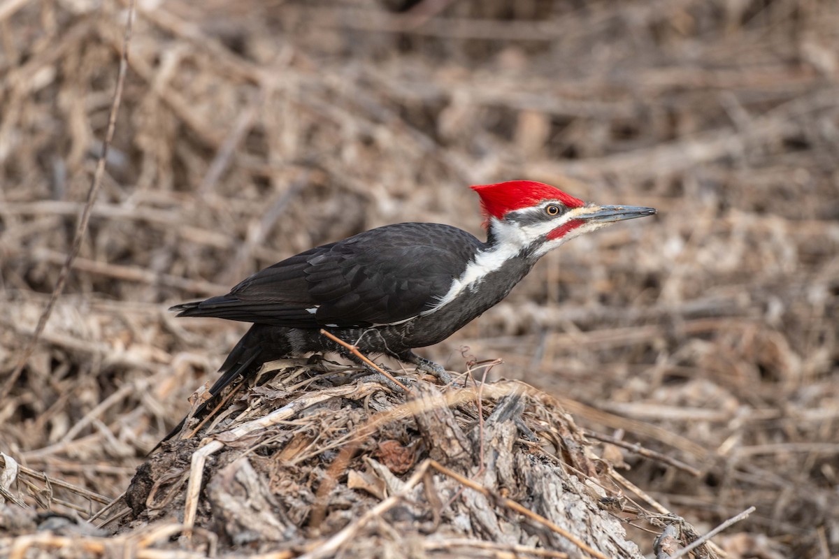 Pileated Woodpecker - William Rideout