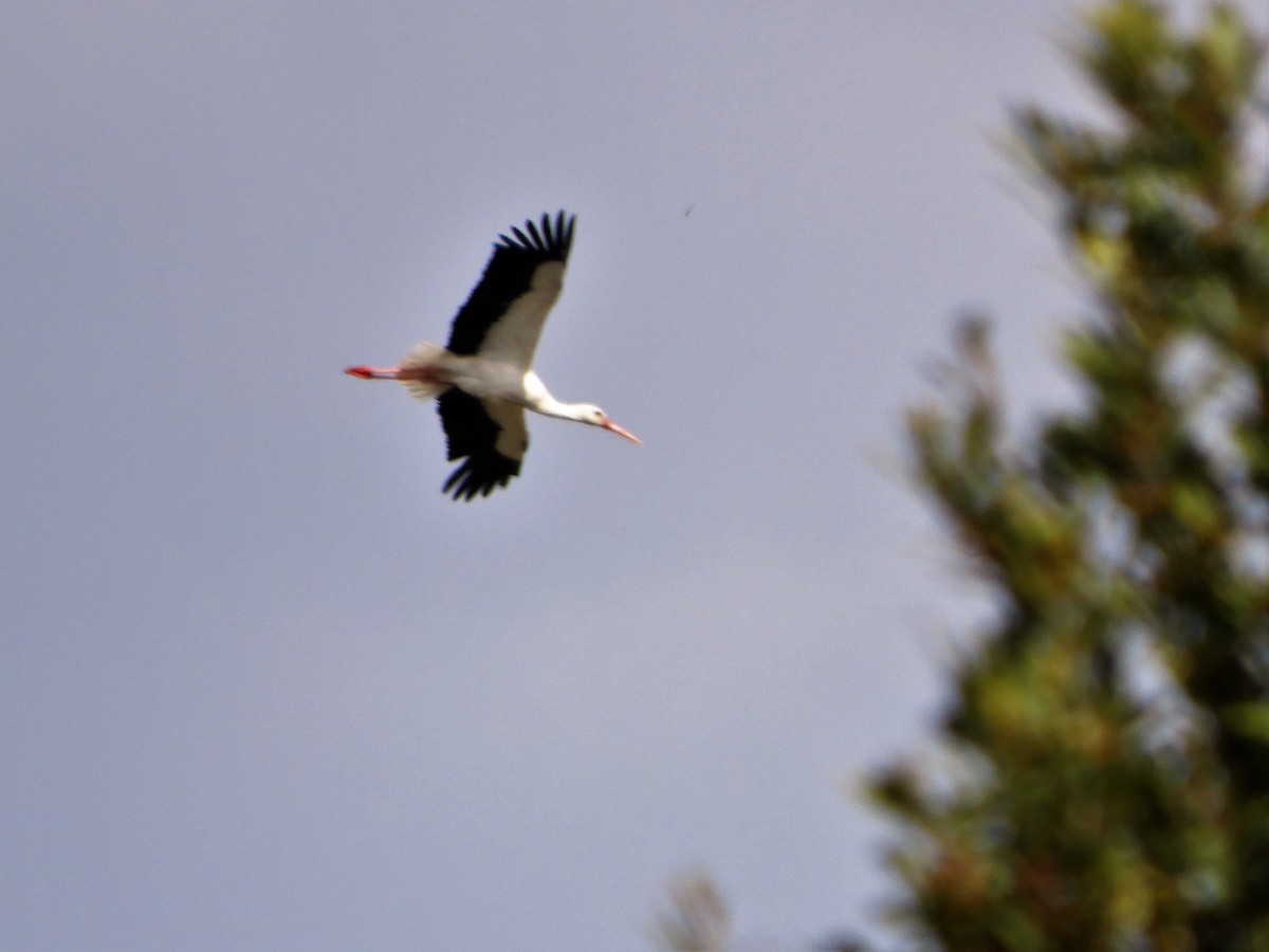 White Stork - ML151652271