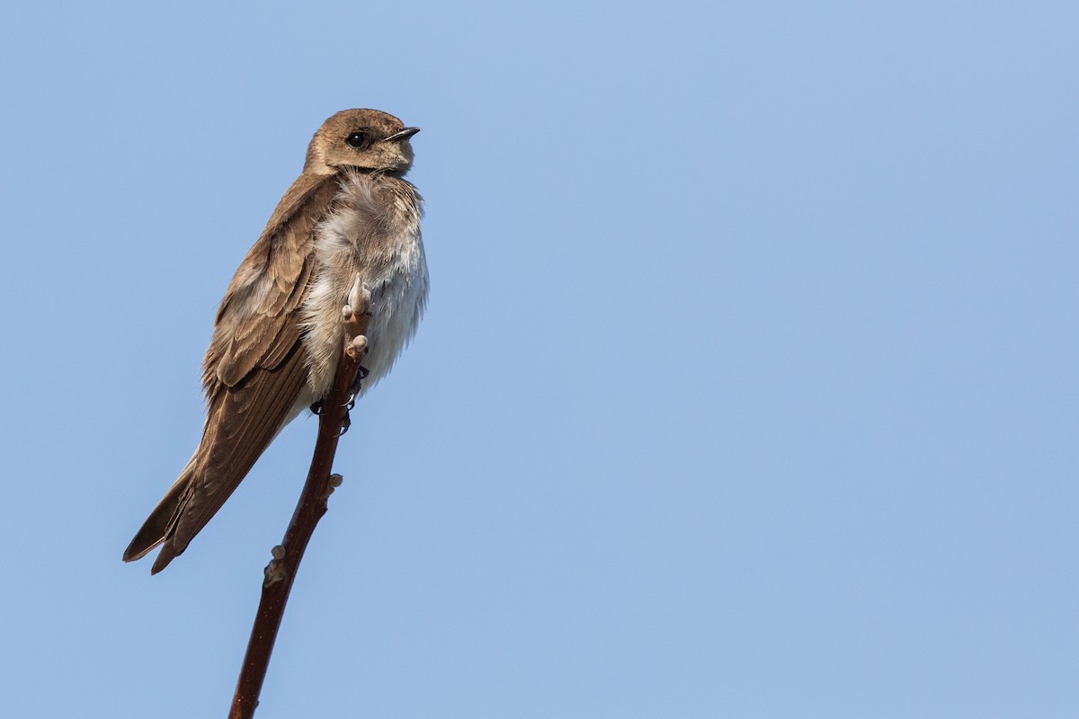 Northern Rough-winged Swallow - Brian Stahls