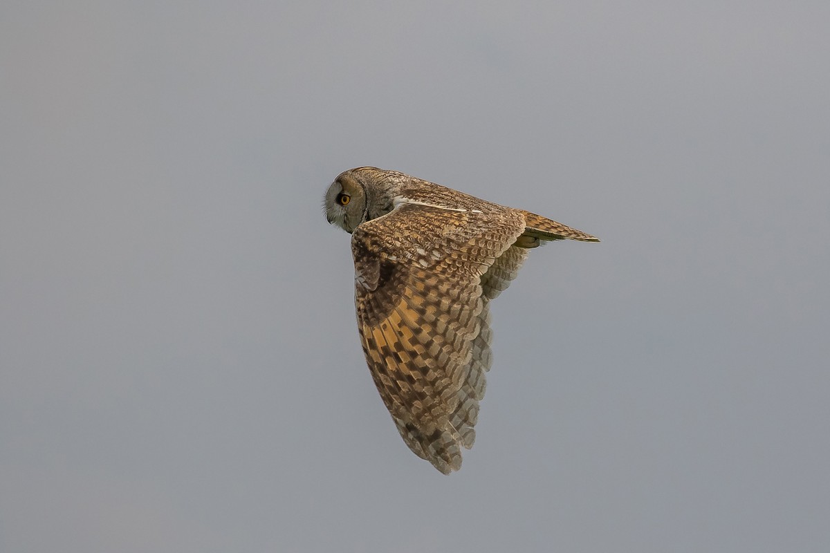 Long-eared Owl - ML151654221