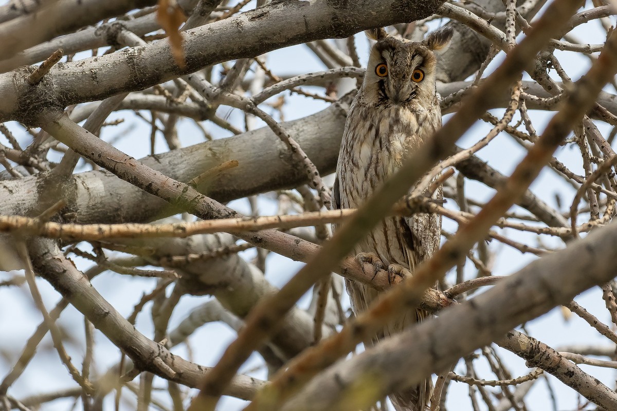 Long-eared Owl - Dorna Mojab