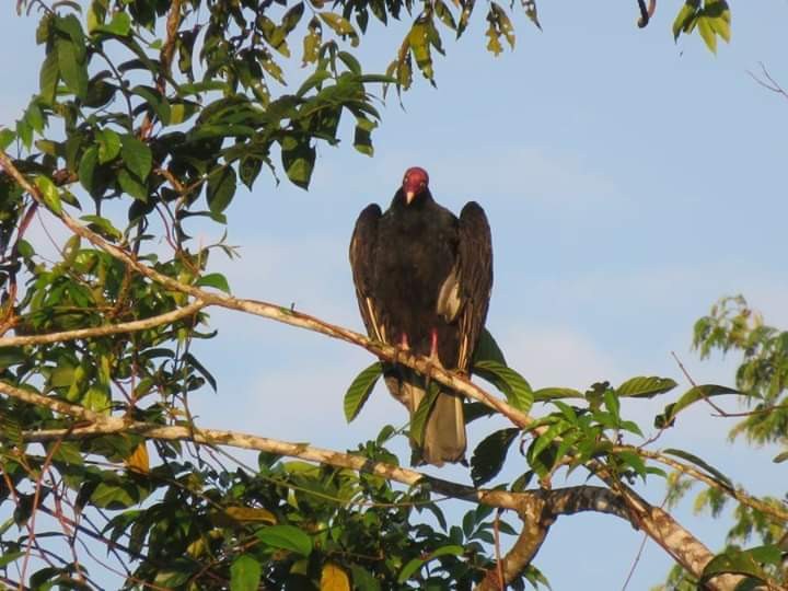 Turkey Vulture - Reymundo Chen