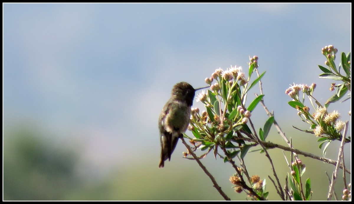 Allen's Hummingbird - Peter Gordon