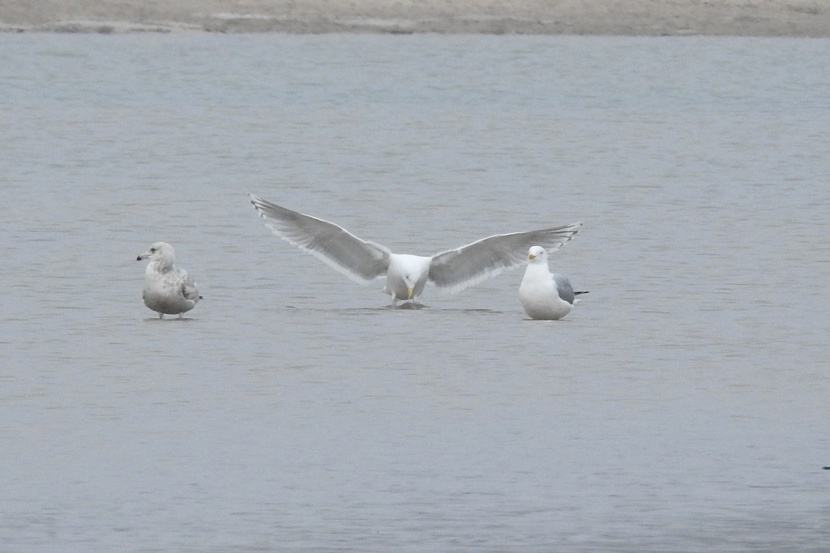 Iceland Gull (Thayer's) - Terry Walsh