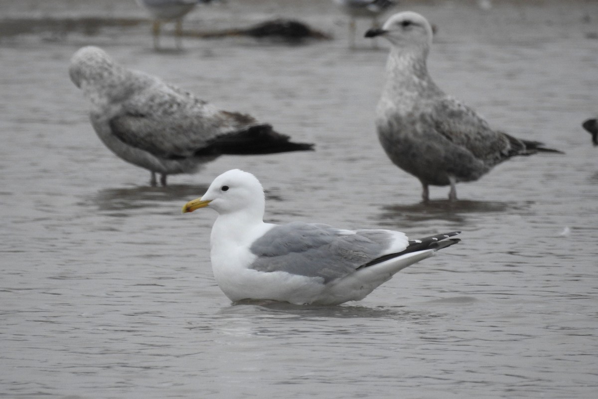 Iceland Gull (Thayer's) - Terry Walsh