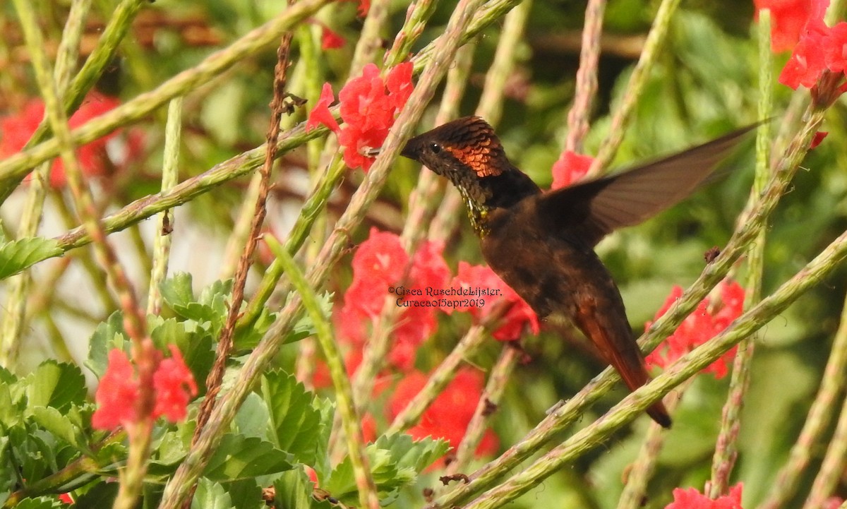 Ruby-topaz Hummingbird - Cisca  Rusch