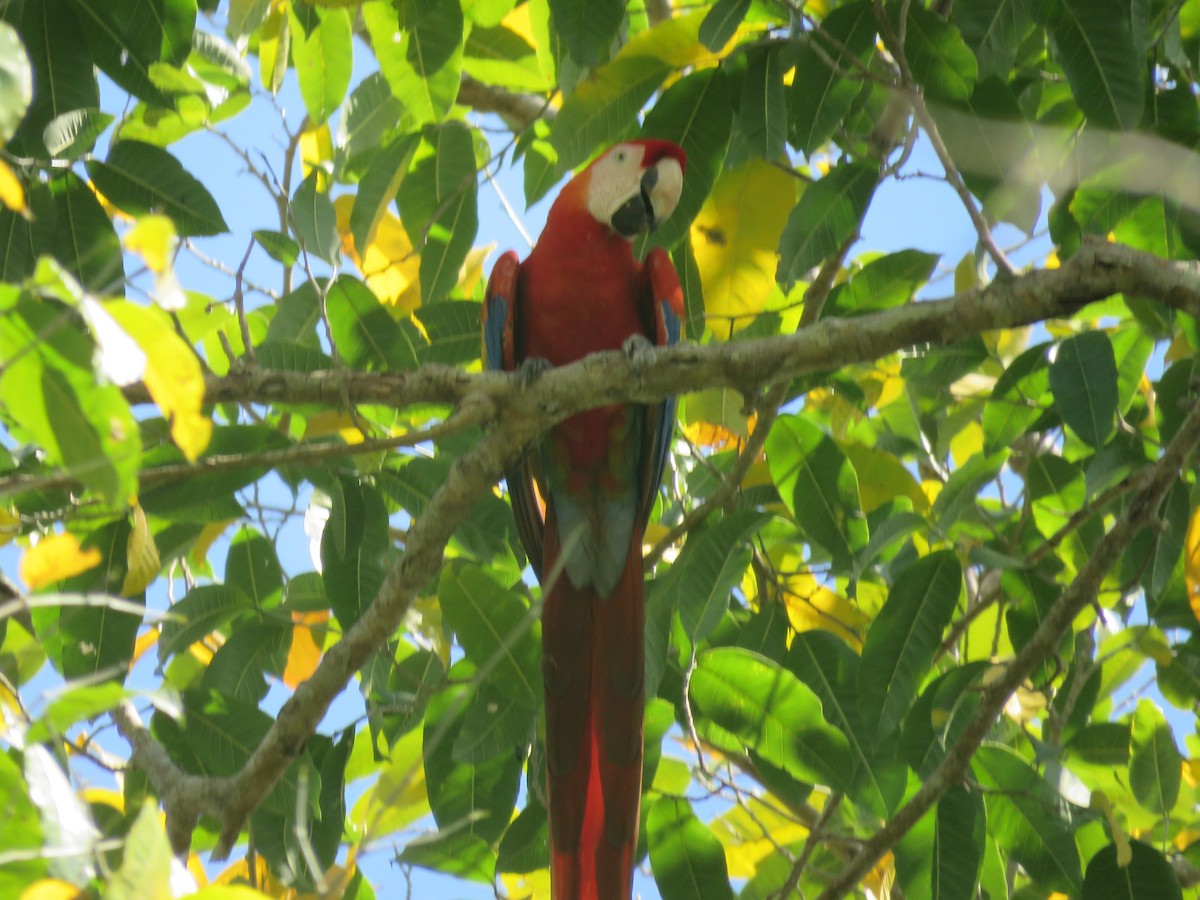 Scarlet Macaw - Jorge Alcalá