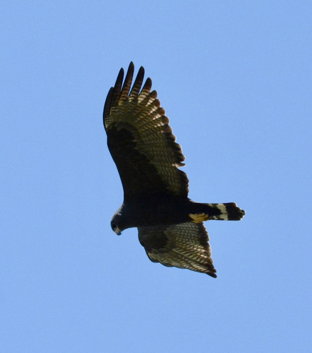 Zone-tailed Hawk - Taylor Abbott