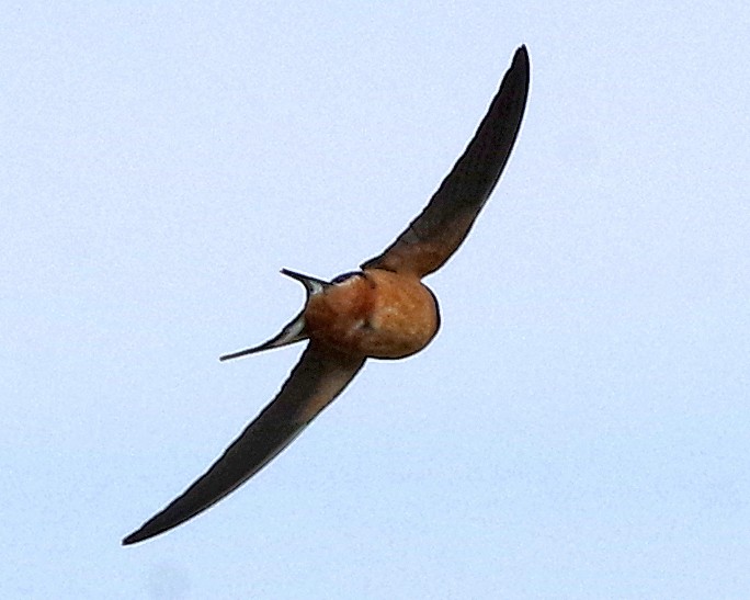 Barn Swallow (American) - Bill Winkler