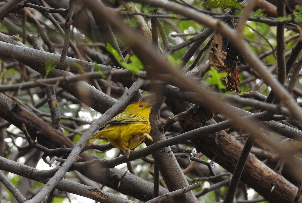 Yellow Warbler - Cisca  Rusch