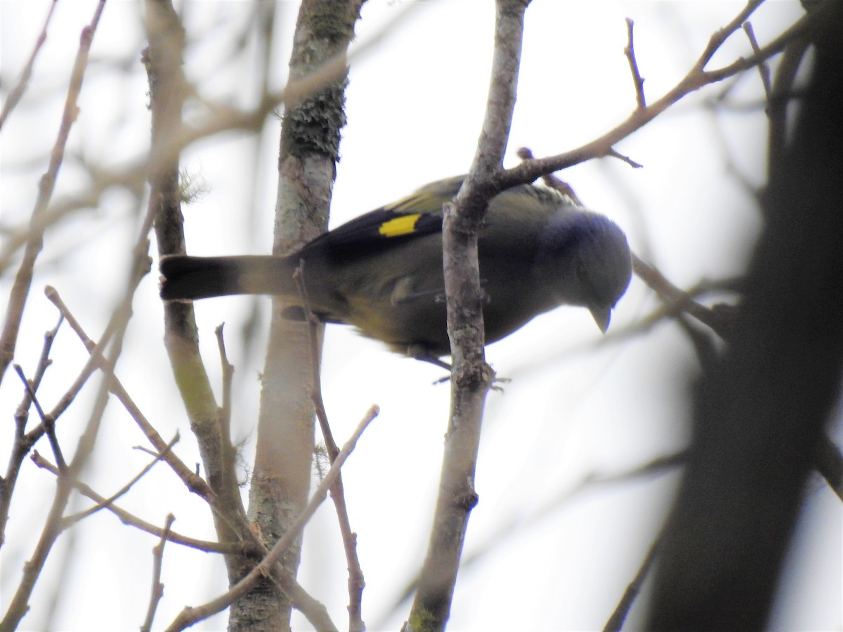 Yellow-winged Tanager - ML151660291