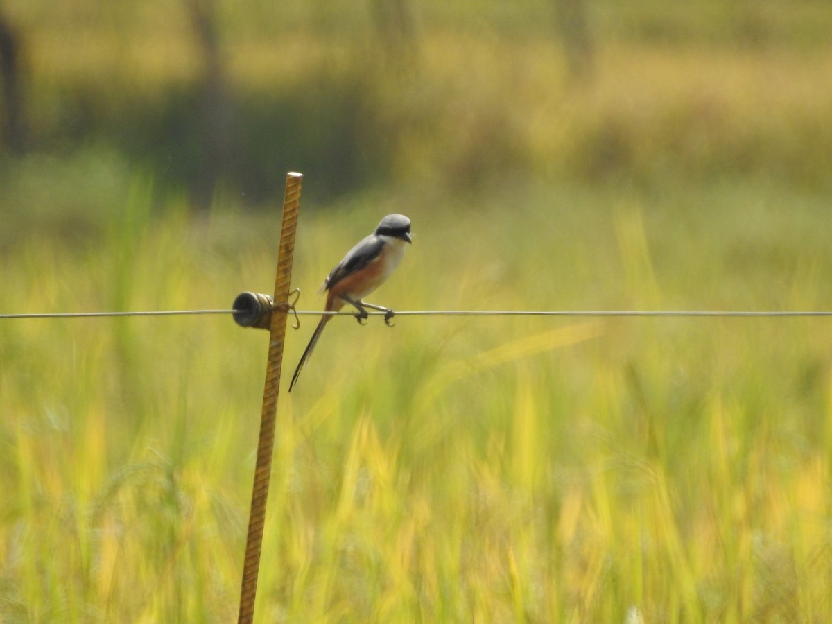 Long-tailed Shrike - Manoj Karingamadathil