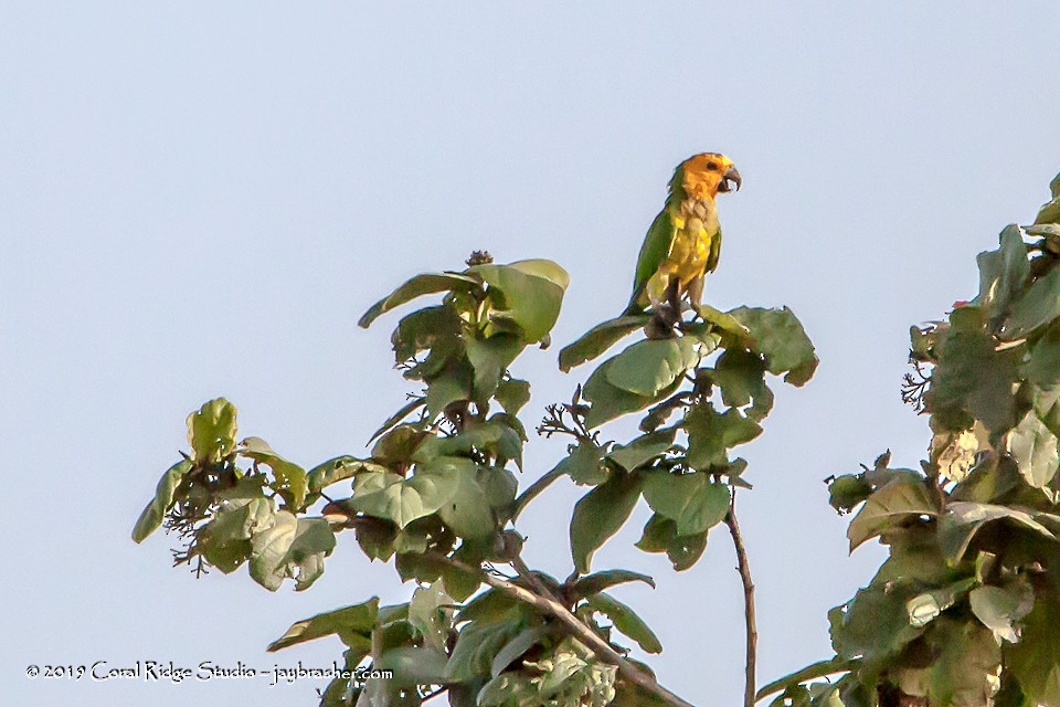 Brown-throated Parakeet (Brown-throated) - Jay Brasher