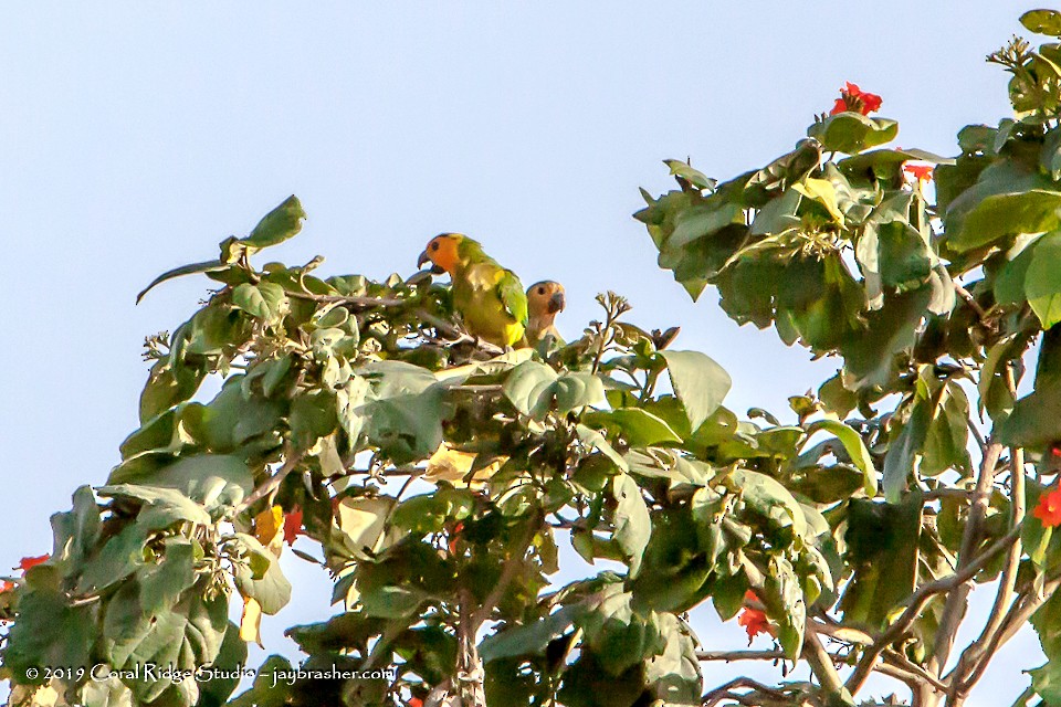 Brown-throated Parakeet (Brown-throated) - Jay Brasher