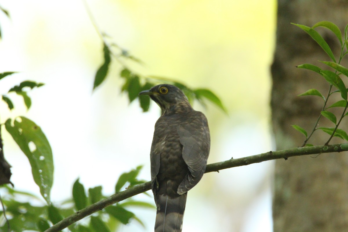 Common Hawk-Cuckoo - Praveen  Kumar