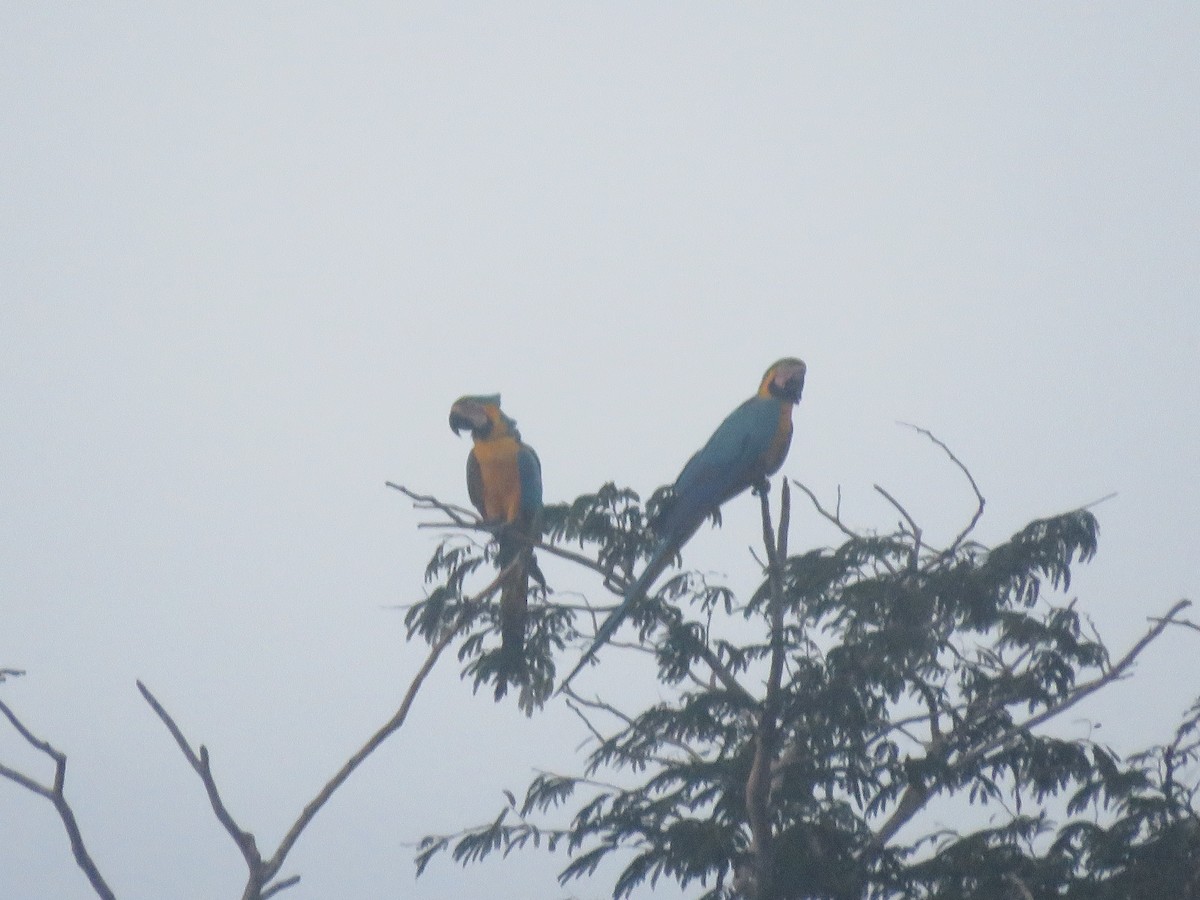 Blue-and-yellow Macaw - Jorge Alcalá