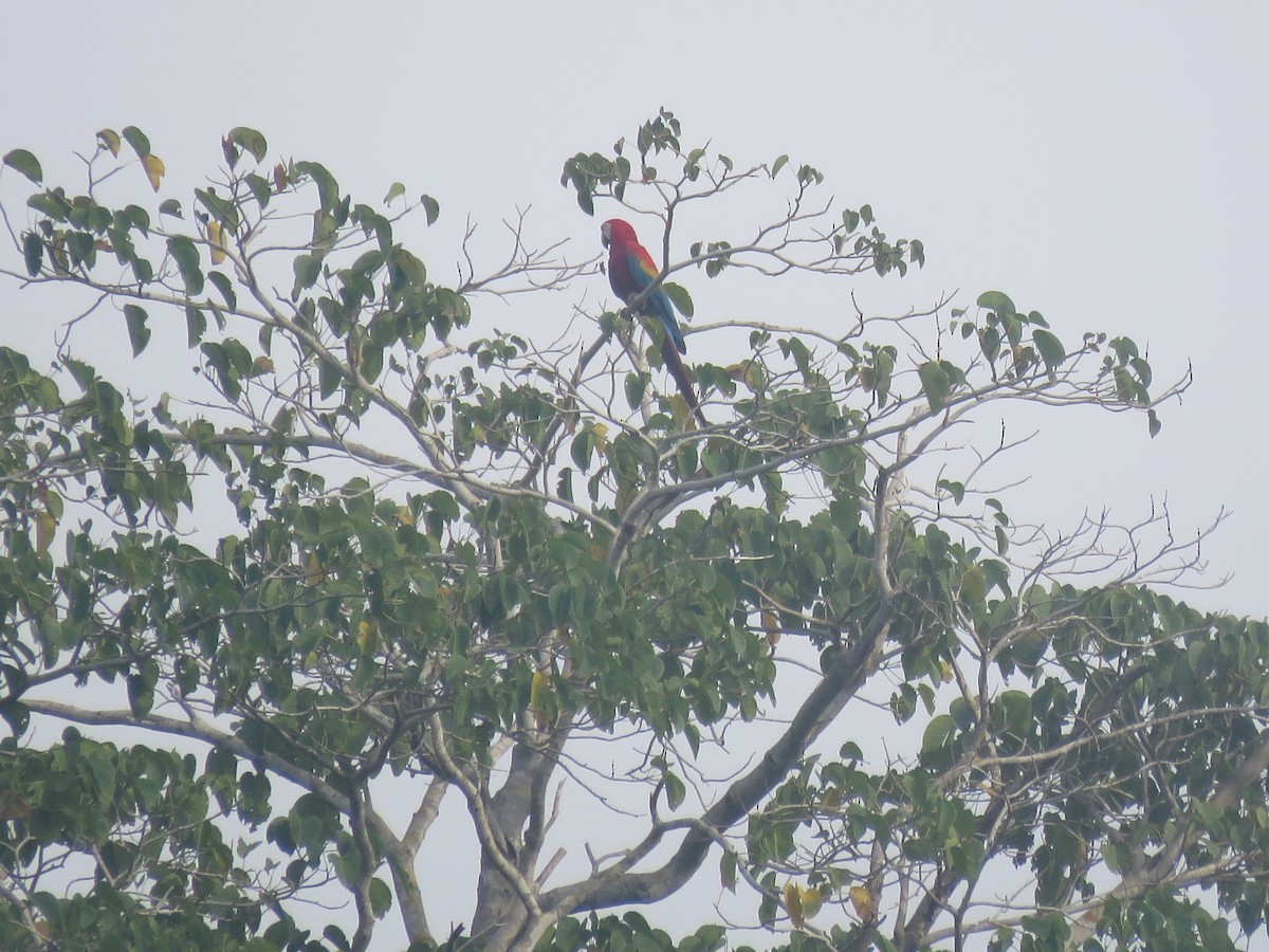 Scarlet Macaw - Jorge Alcalá