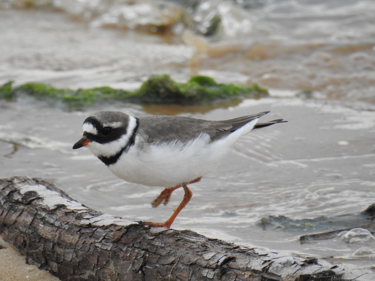 Common Ringed Plover - ML151663211