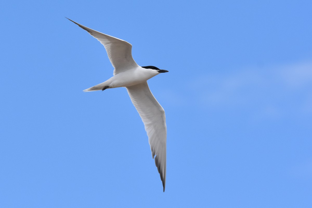 Gull-billed Tern - Caleb Strand