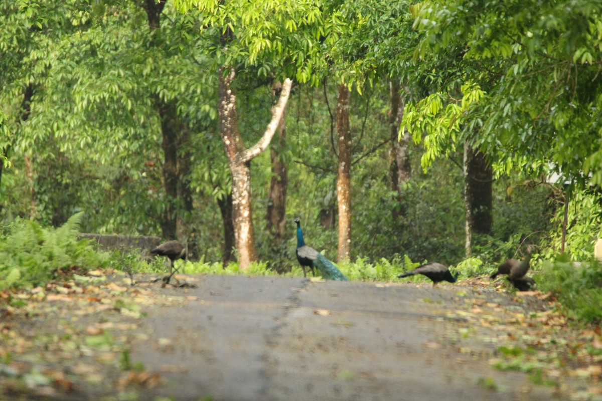 Indian Peafowl - Praveen  Kumar