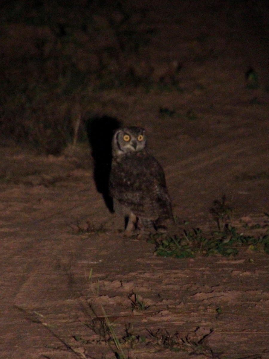 Spotted Eagle-Owl - Laura Segala