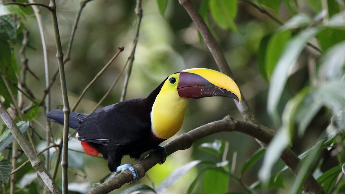 Yellow-throated Toucan - Ross Rogers