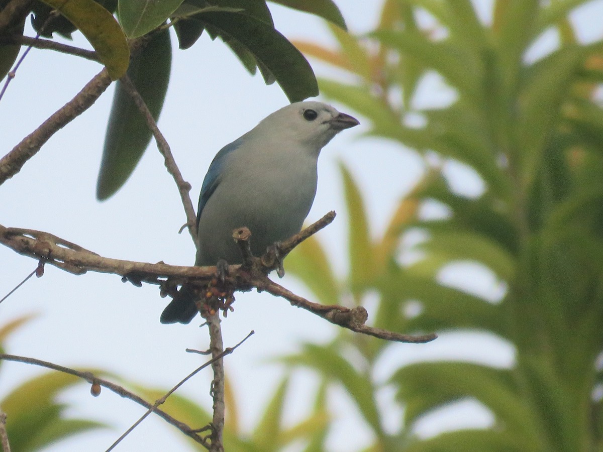 Blue-gray Tanager - ML151664951
