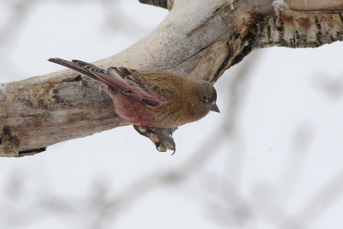 Brown-capped Rosy-Finch - ML151664981