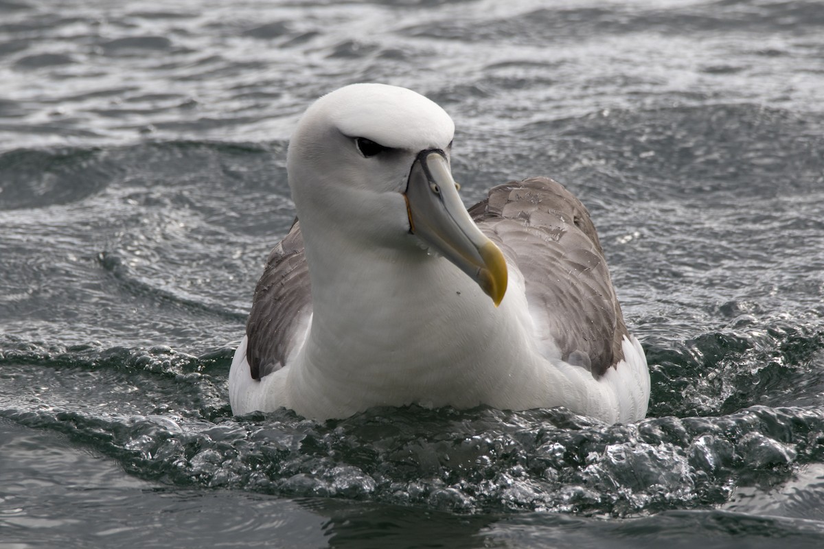 White-capped Albatross - Julie Bowen