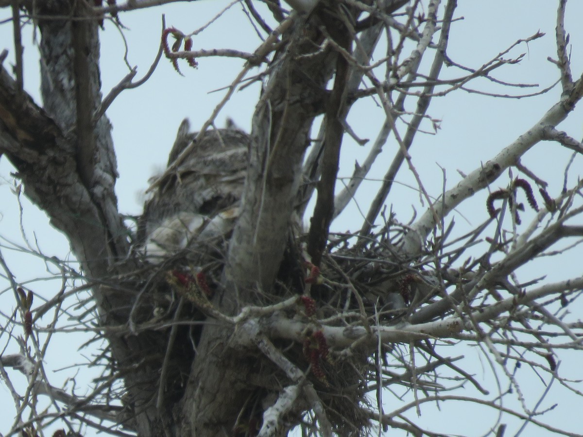 Great Horned Owl - ML151665091