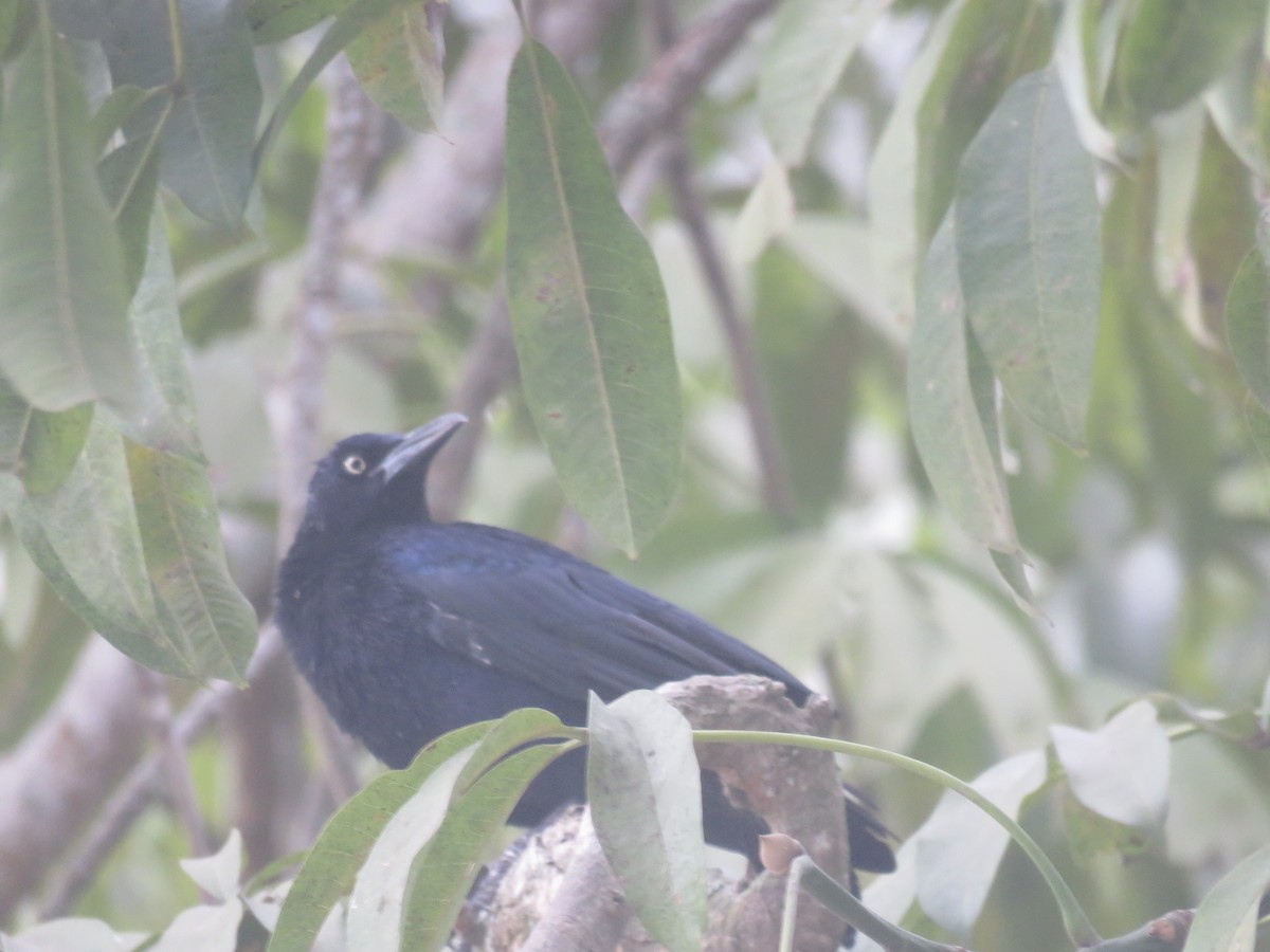 Great-tailed Grackle - ML151665211