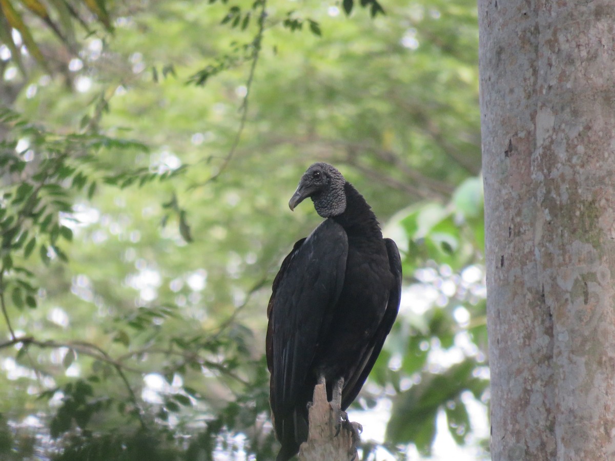 Black Vulture - ML151666711