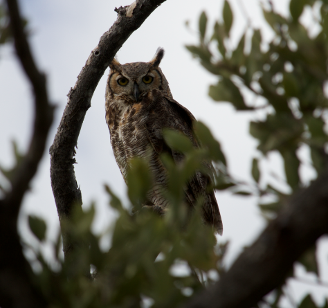 Great Horned Owl - Robert Irwin