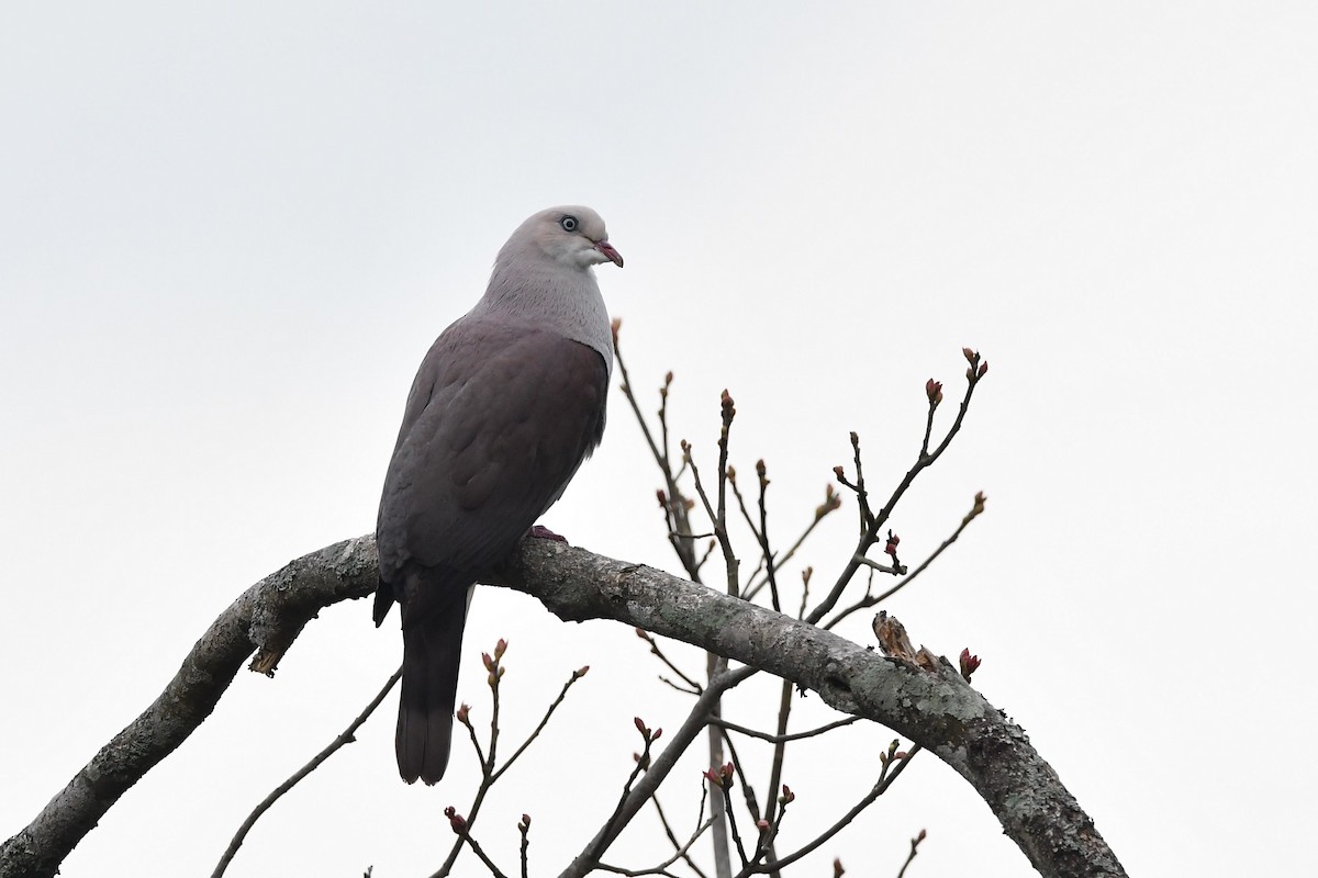 Mountain Imperial-Pigeon - ML151668721