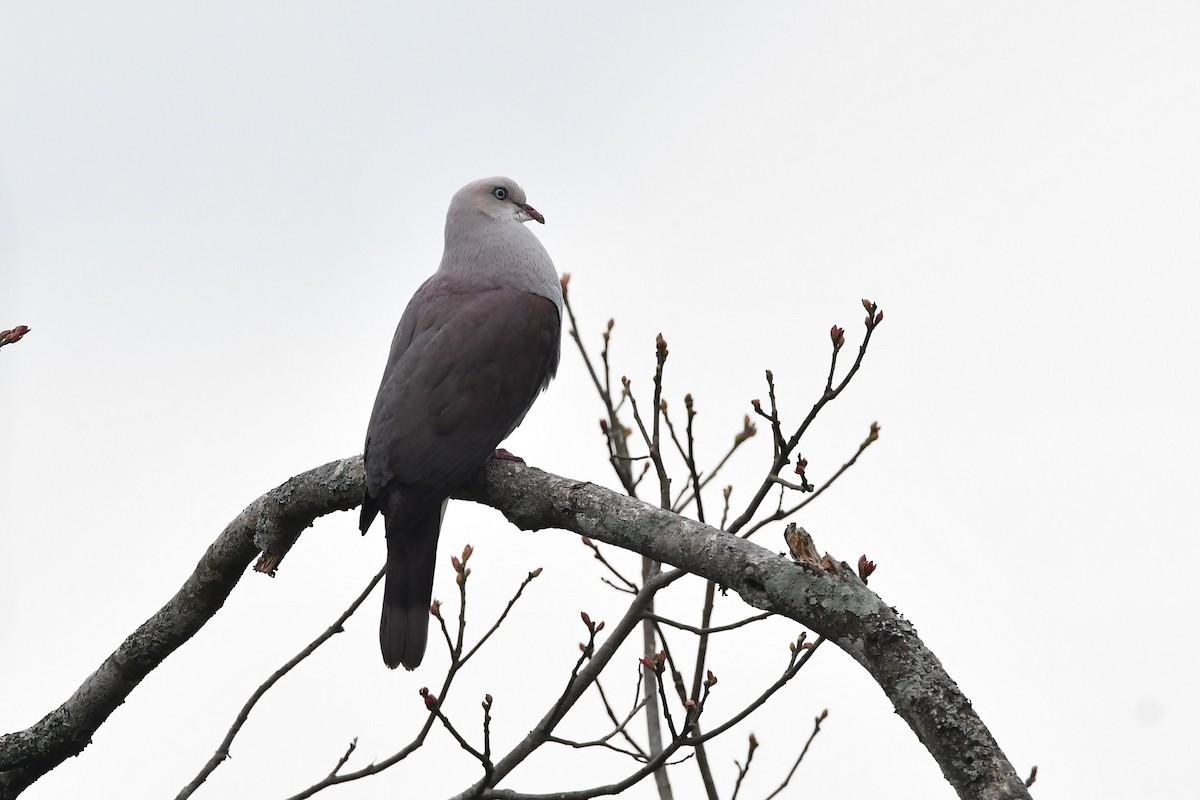 Mountain Imperial-Pigeon - ML151668731