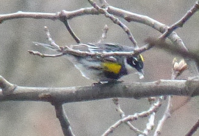 Yellow-rumped Warbler - Marc Chelemer