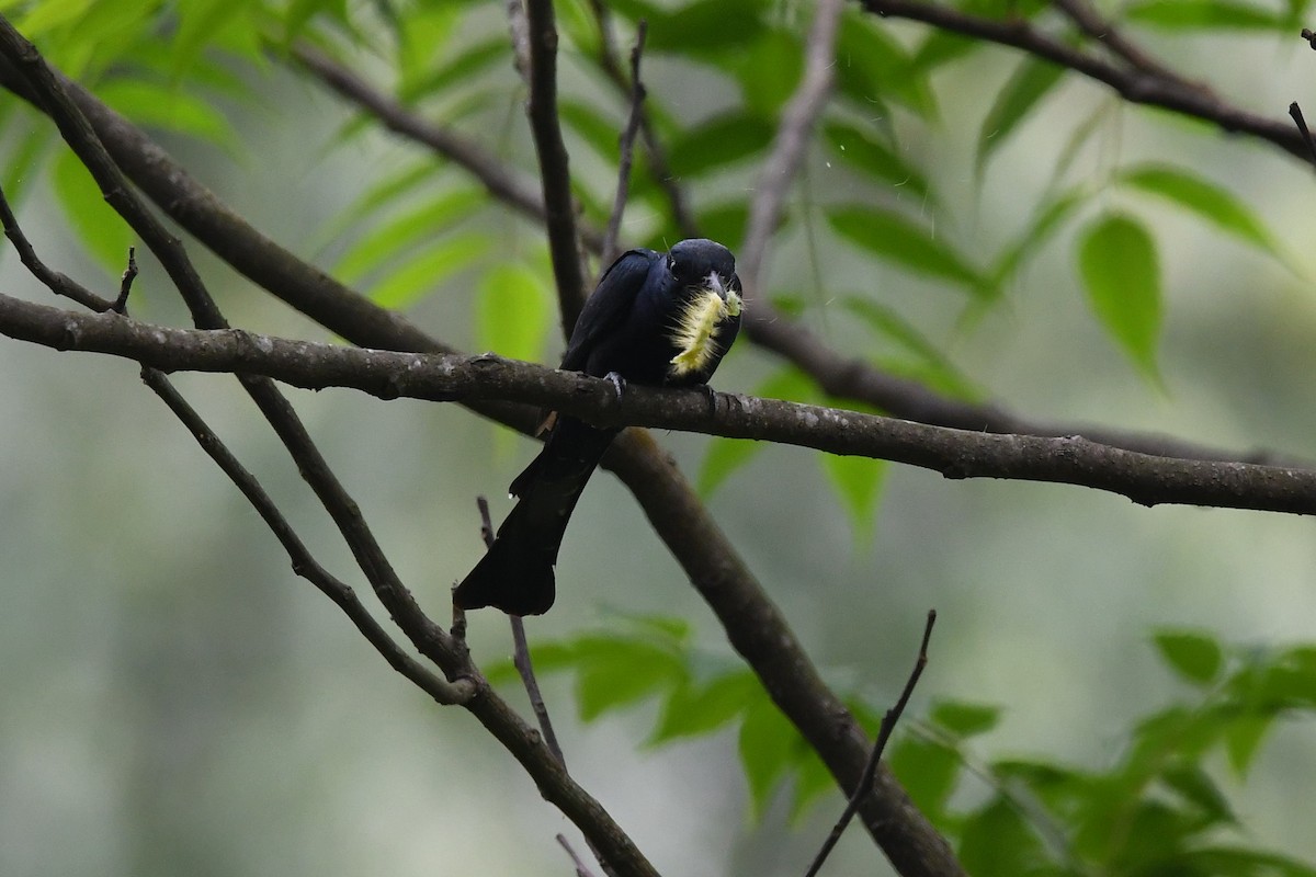 Square-tailed Drongo-Cuckoo - ML151670161