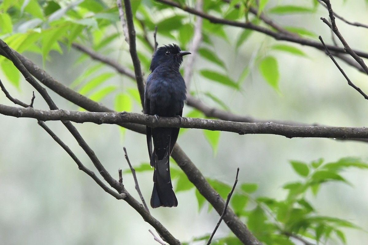 Square-tailed Drongo-Cuckoo - ML151670171