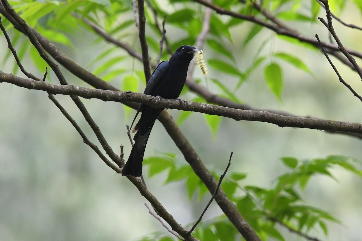 Square-tailed Drongo-Cuckoo - ML151670191