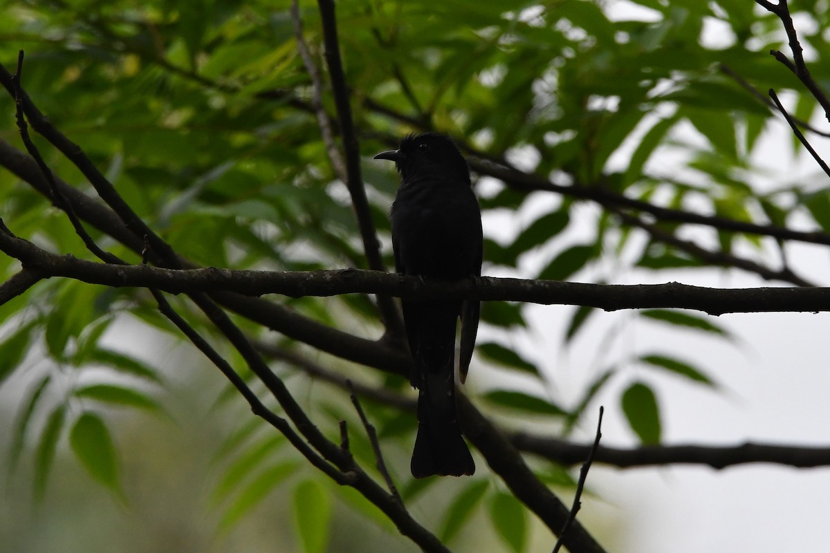 Square-tailed Drongo-Cuckoo - Sriram Reddy