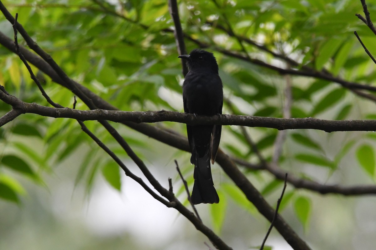 Square-tailed Drongo-Cuckoo - Sriram Reddy