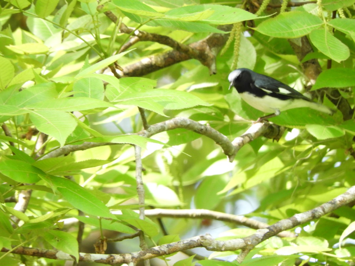 Black-throated Blue Warbler - Pete Stafford