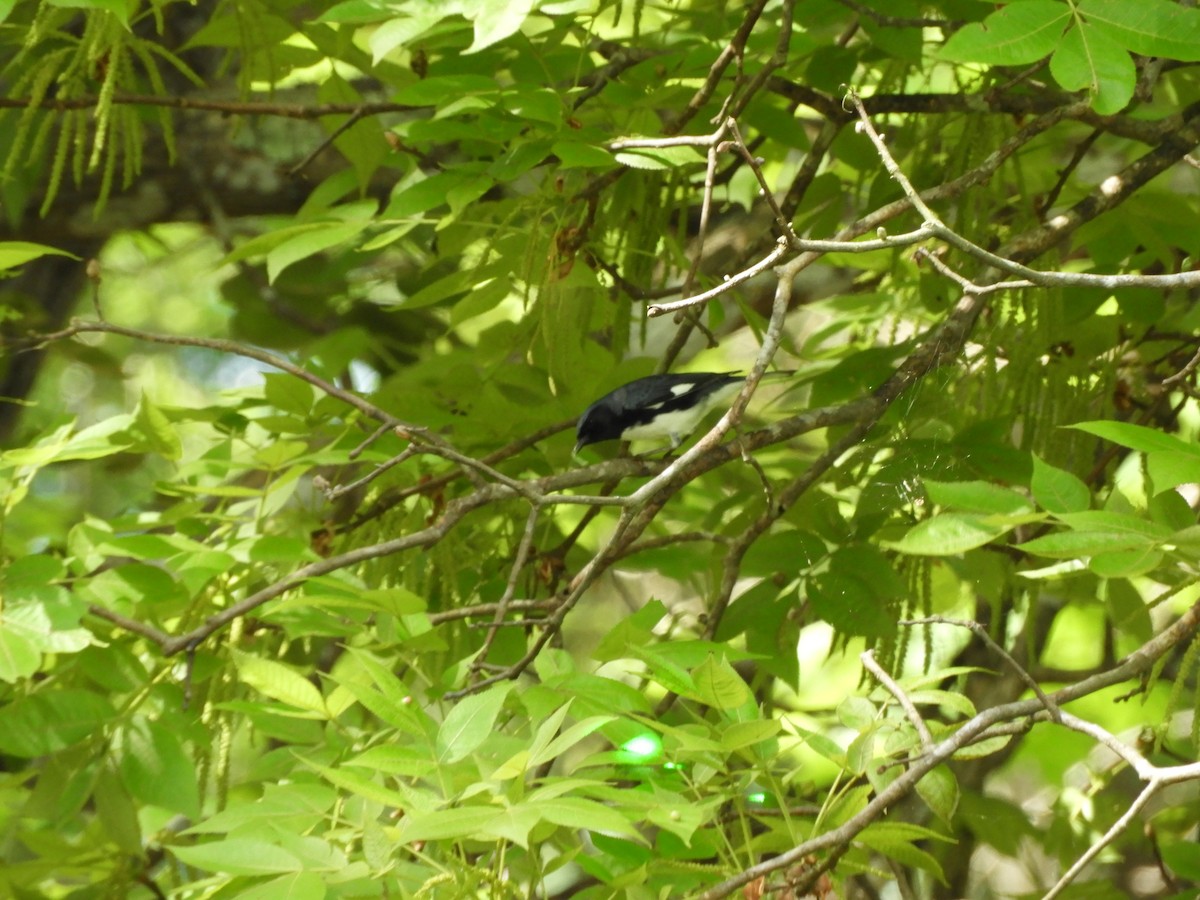 Black-throated Blue Warbler - Pete Stafford